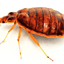 Avatar for bitinginsect