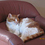 kittychi