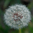 littlesky