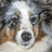 notlesblank