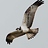 Avatar for osprey